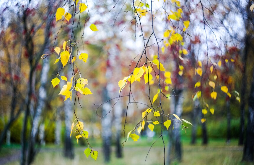 "Пожилое" бабье лето пришло в столицу 23 фото