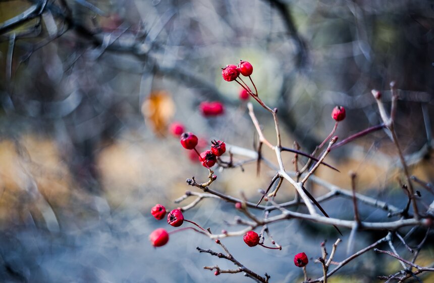 "Пожилое" бабье лето пришло в столицу 20 фото