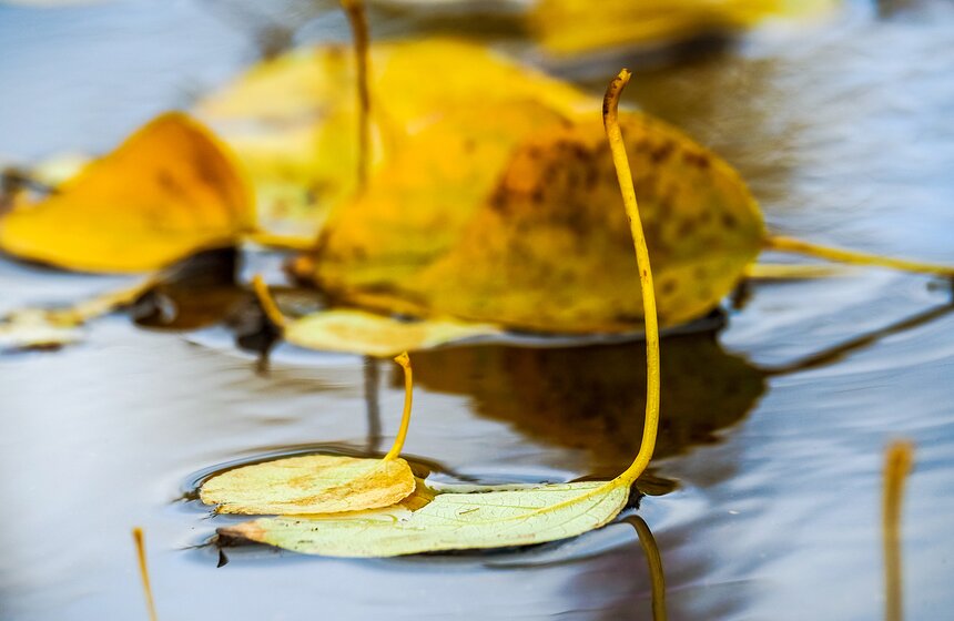 "Пожилое" бабье лето пришло в столицу 7 фото