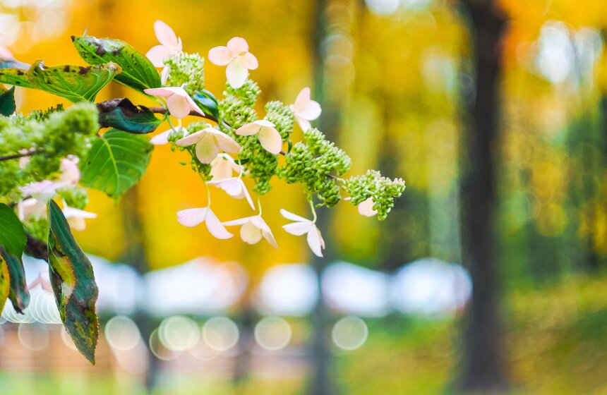 "Пожилое" бабье лето пришло в столицу 8 фото