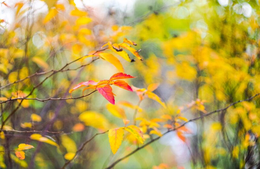 "Пожилое" бабье лето пришло в столицу 2 фото