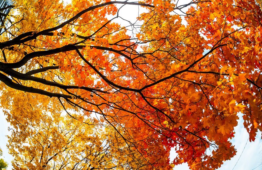 "Пожилое" бабье лето пришло в столицу 19 фото