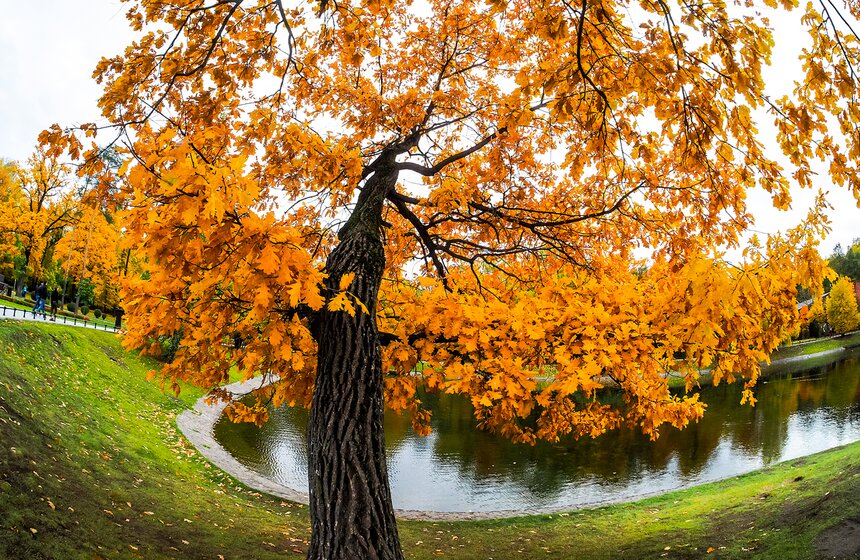 "Пожилое" бабье лето пришло в столицу 10 фото