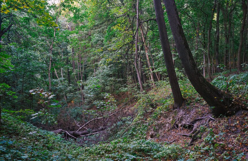 А в парке "Фили" можно найти исторический памятник, оставленный временем, а не сделанный архитекторами и художниками по планам и макетам. В западной части лесопарка расположено одно из древнейших поселений, найденных на территории Москвы, – Кунцевское городище. Первые пласты культурного слоя датируются VIII–VI веками до нашей эры и относятся к Дьяковской культуре.