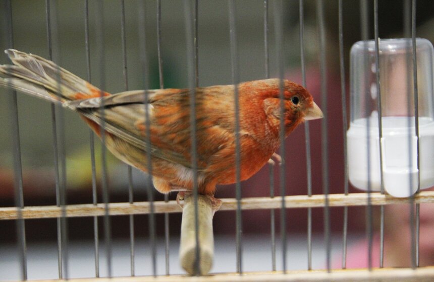 В Москве прошла выставка "Зоопалитра" 8 фото