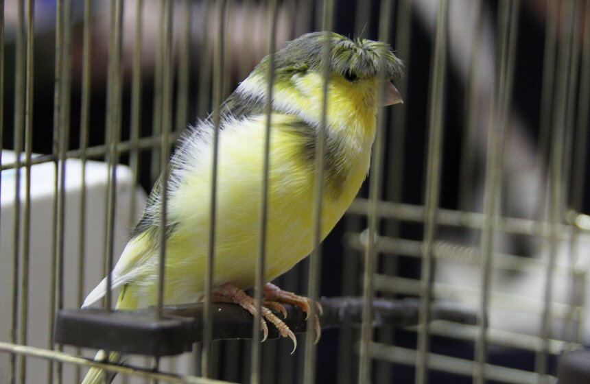 В Москве прошла выставка "Зоопалитра" 7 фото