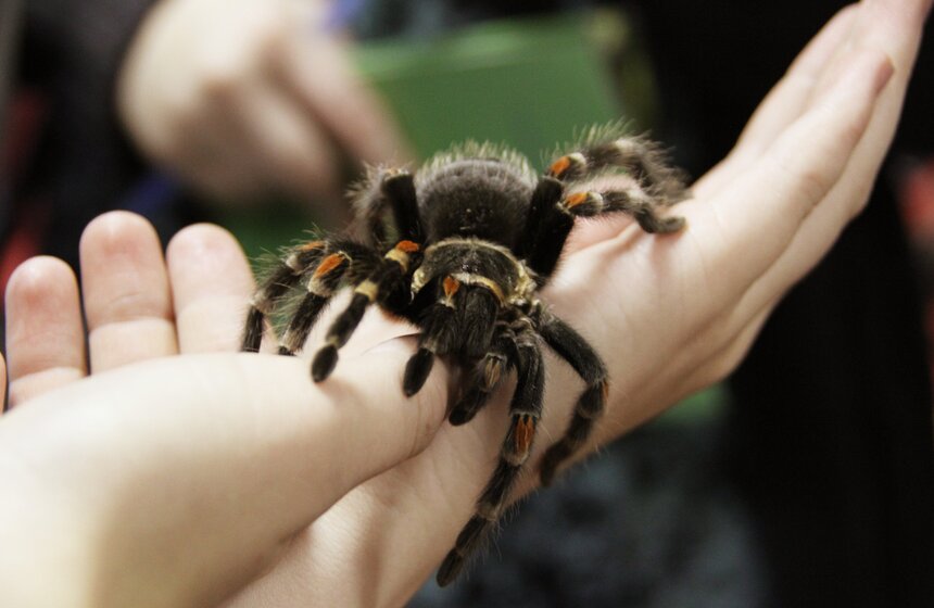 В Москве прошла выставка "Зоопалитра" 10 фото