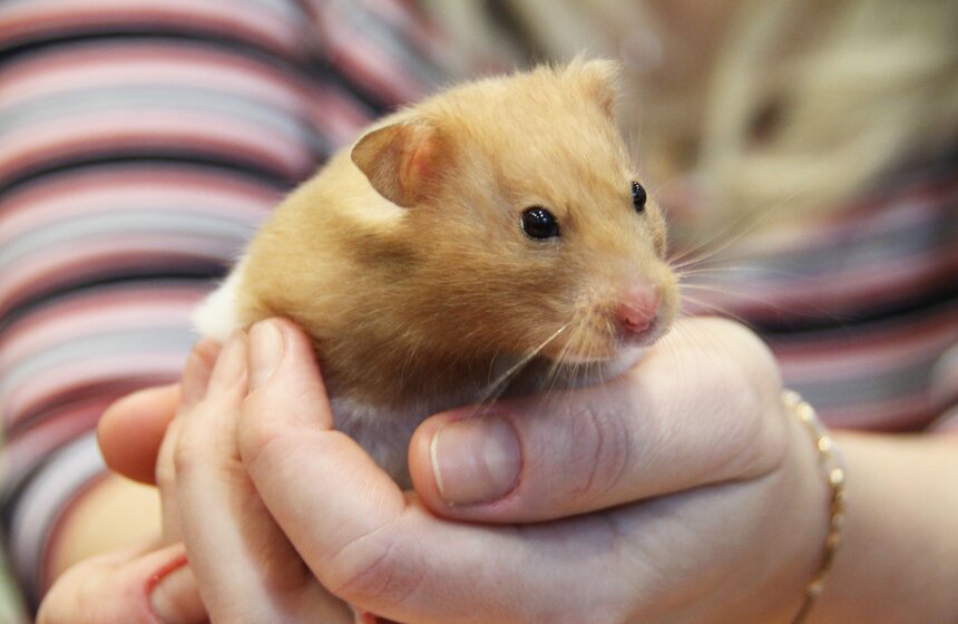 В Москве прошла выставка "Зоопалитра" 13 фото