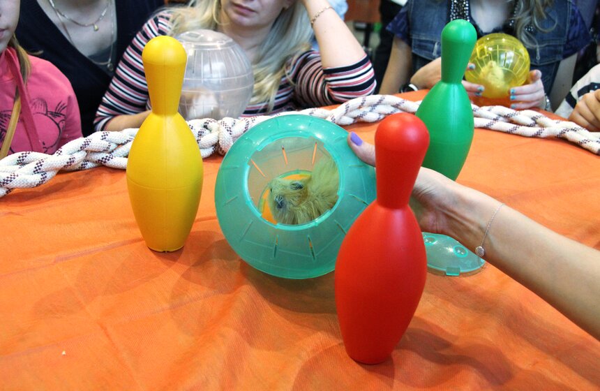 В Москве прошла выставка "Зоопалитра" 14 фото