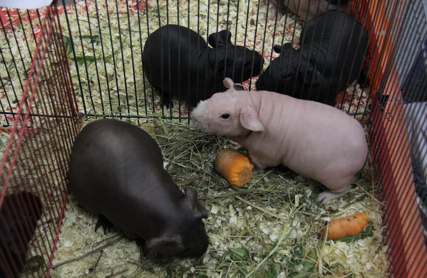 В Москве прошла выставка "Зоопалитра" 18 фото