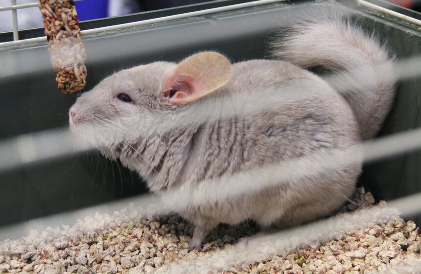 В Москве прошла выставка "Зоопалитра" 17 фото