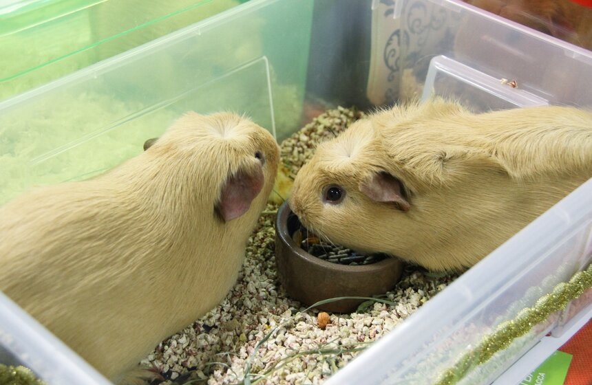 В Москве прошла выставка "Зоопалитра" 4 фото