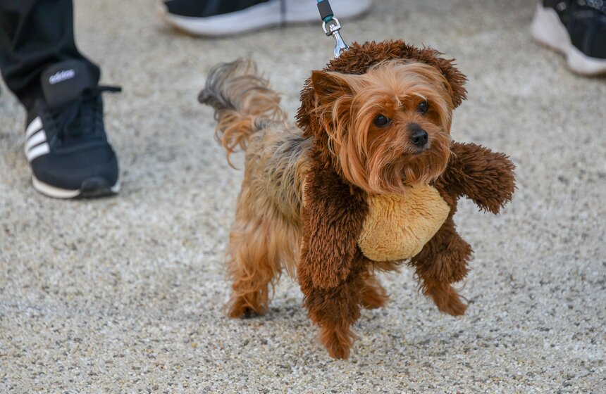 В столице прошла первая костюмированная вечеринка для собак 14 фото