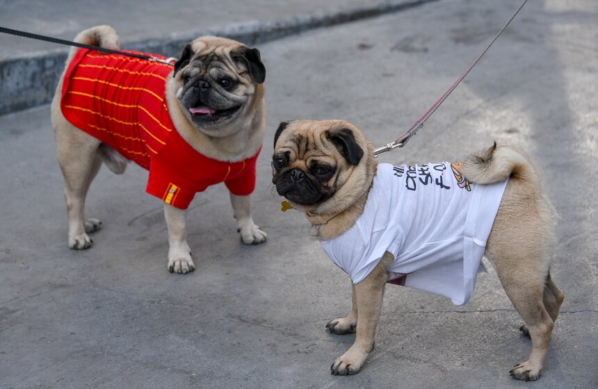В столице прошла первая костюмированная вечеринка для собак 7 фото