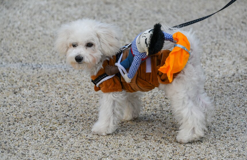 В столице прошла первая костюмированная вечеринка для собак 8 фото