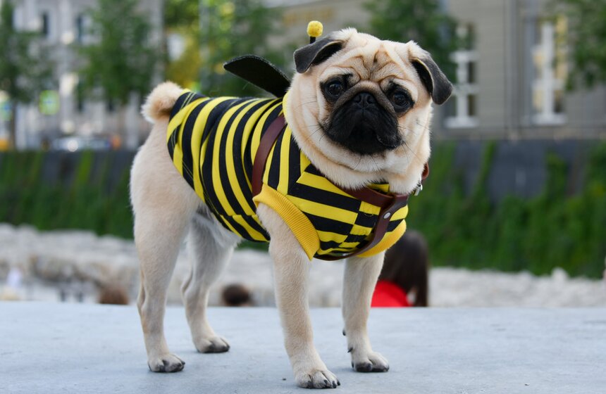 В столице прошла первая костюмированная вечеринка для собак 2 фото