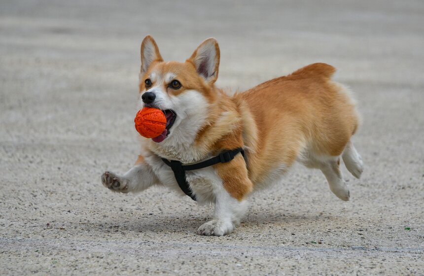 В столице прошла первая костюмированная вечеринка для собак 3 фото