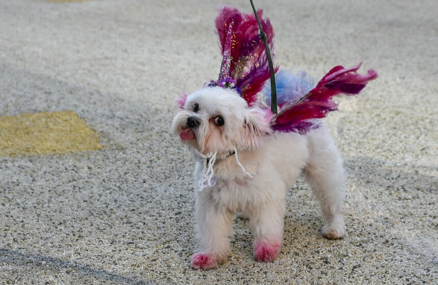 В столице прошла первая костюмированная вечеринка для собак 16 фото