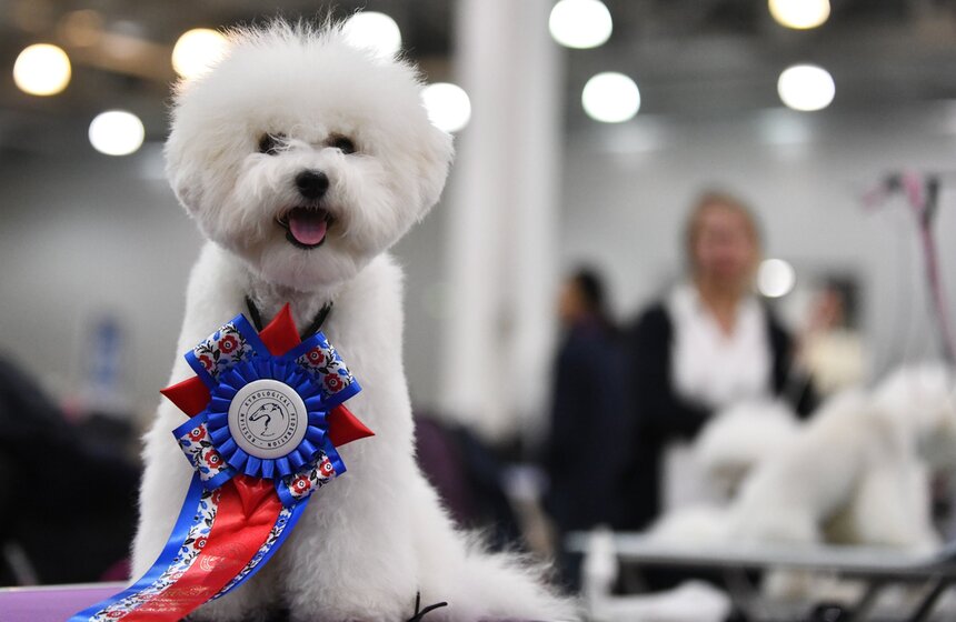 С 2 по 4 ноября в "Крокус Экспо" прошла интернациональная выставка собак "Россия-2019". На ней гости могли не только посмотреть на собак, но и узнать о видах дрессировки, увидеть танцы собак с хозяевами и поболеть за любимцев на командной эстафете. Также специалисты провели лекции о том, как путешествовать с собакой, об особенностях пород и многом другом.