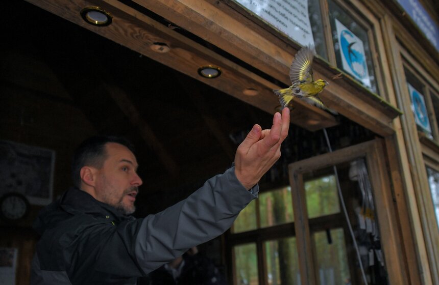 После всех процедур птицу отпускают. Всего на пике миграции в сентябре – октябре над Куршской косой пролетает порядка миллиона птиц в сутки. Из этого количества орнитологи ловят всего 30–40 тысяч в год. Также специалисты для отслеживания перемещения используют GPS-логеры, геолокаторы, радиопередатчики и спутниковые передатчики.