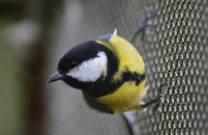 Еще на Куршской косе работает первая в мире орнитологическая станция "Фрингилла". Основал ее немец с теологическим образованием Иоганос Тинеман в 1901 году, который за свою пропаганду метода кольцевания получил статус профессора. Станция работает круглогодично – с марта до первых чисел ноября, а в остальное время, когда птицы не перелетают, ученые занимаются научными статьями, оцифровкой информации и так далее.
