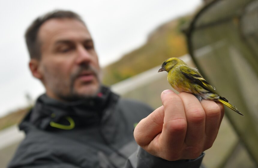 Каждые два часа обходчик заходит внутрь сети и руками ловит птиц, а затем относит их в кольцевальный домик. Одним из постоянных гостей ученых является чиж. Орнитолог рассказал, что это самец, потому что у него темная "шапочка" и очень яркий желтый хвост. Он имеет спокойный характер и не сопротивляется в руках ученого в отличие от синицы, которая сразу начинает громко кричать и клевать руку орнитолога.