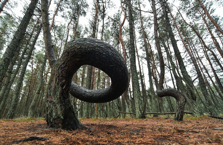 Некоторые специалисты склоняются к природным факторам – то есть деревья так выросли из-за уникальных сочетаний ветра, перепадов температур и особенностей почвы именно на данном участке косы. Дело в том, что в отличие от остальных дюн, Круглая расположена на своеобразной "подушке" из глины – возможно, этим объясняется ее большая по сравнению с другими дюнами подвижность.