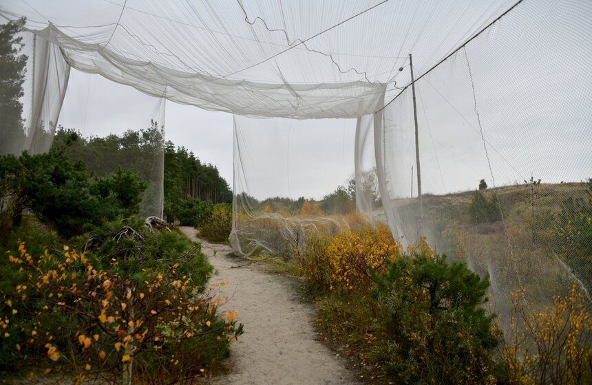 Станция занимается исследованием миграции птиц, в первую очередь мелких воробьевых. По словам орнитолога и старшего научного сотрудника биологической станции "Рыбачий" Зоологического института РАН Андрея Мухина, Куршская коса является своеобразным "мостом" на пути миграции птиц. Пернатых здесь ловят специальной ловушкой шириной 30 метров и высотой 15. Птицы не боятся в нее влетать, потому что из-за ее размеров они не воспринимают ее как опасный объект. Саму сетку они воспринимают как плотную растительность и в надежде пролететь сквозь нее чуть снижаются и влетают. Однако как вылететь из ловушки, додумываются не все. При этом вороны в ловушки не попадаются – они одни из самых умных европейских птиц.