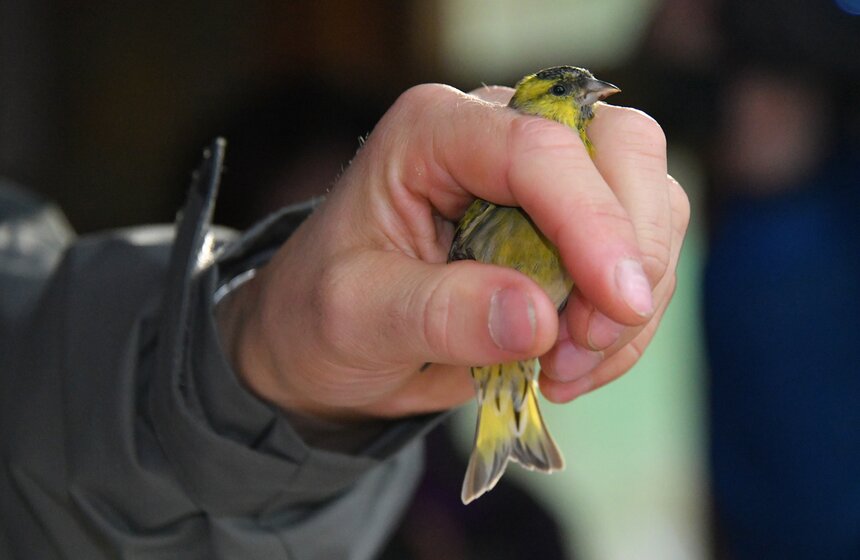 Обычно на кольцевание птицы уходит около 30 секунд, чтобы минимизировать влияние. На основании кольцевания ученые понимают скорость полета и перемещения пернатых, сроки миграции, выживаемость. Это важно, потому что меняются климат, сроки миграции и численность птиц. Кстати, вероятность того, что окольцованная птица снова будет поймана на этой же станции, – 0,1–0,5 процента.