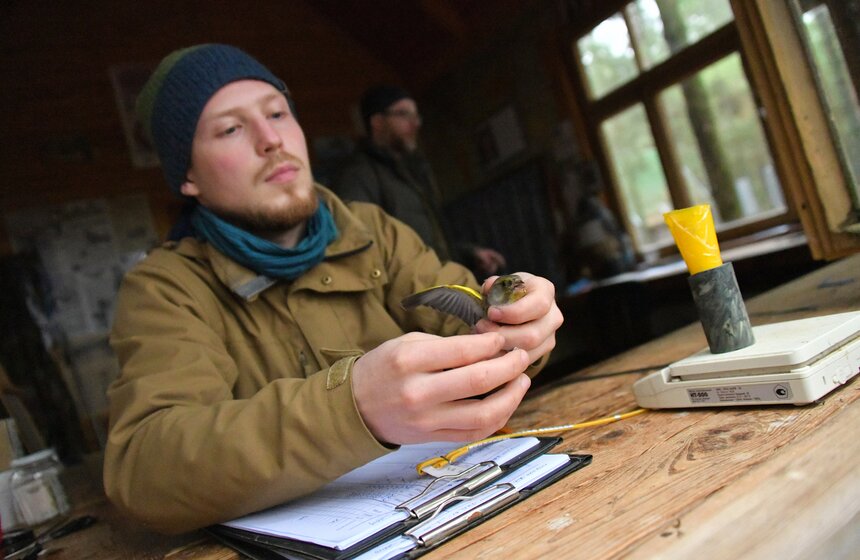 По словам Мухина, чтобы окольцевать птицу, нужно зафиксировать ее голову между пальцами, а сама она должна лежать на ладони. Ни в коем случае нельзя брать птиц за крылья, потому что их очень легко повредить. Само кольцо не замкнуто, поэтому после надевания оно легко смыкается пальцами (при этом оно должно свободно болтаться на лапке, ничего не пережимая). Потом птицу взвешивают на точных весах (для этого ее помещают на несколько секунд в специальный кулечек), измеряют размер по длине крыла, определяют возраст по состоянию оперения. Кстати, в период миграции птицы накапливают большое количество жира, так как жир для птицы – как бензин для автомобиля. Одного грамма хватает, чтобы пролететь 200–250 километров.