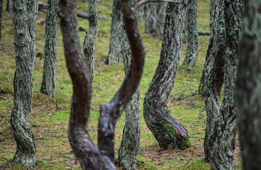 Наиболее вероятной причиной появления "Танцующего леса" специалисты называют результат деятельности насекомых-вредителей – гусениц бабочки побеговьюна зимующего. Сосны на этой дюне высаживали в 1956–1957 годах, и одна из партий саженцев могла быть заражена гусеницами этих насекомых, которые поедали в основном верхушечные боковые почки деревьев. Из-за этого те начинали расти в бок и выкручивать свои стволы.