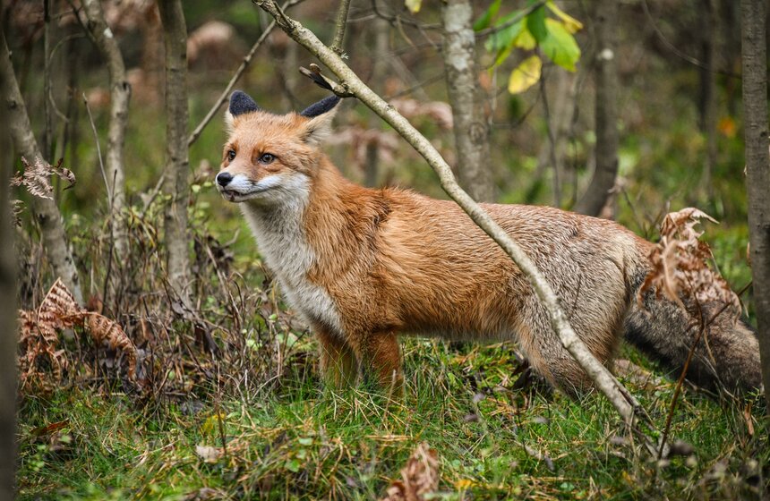 Поздравить ребят и руководство национального парка вышла даже дикая лиса, которая была приветлива и не боялась человеческого внимания.