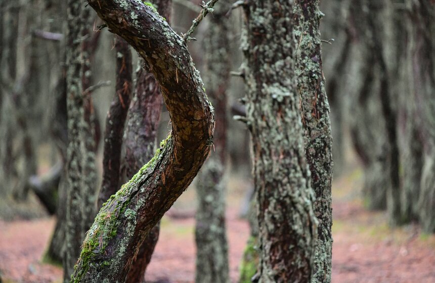 Также на Куршской косе есть еще одно удивительное место – "Танцующий лес". Наклоняясь и извиваясь, стволы деревьев принимают фантастические формы, как будто и правда танцуют. Некоторые его также называют в шутку "пьяным лесом". Но ученые так и не пришли к единому мнению, почему деревья приняли такие причудливые формы.