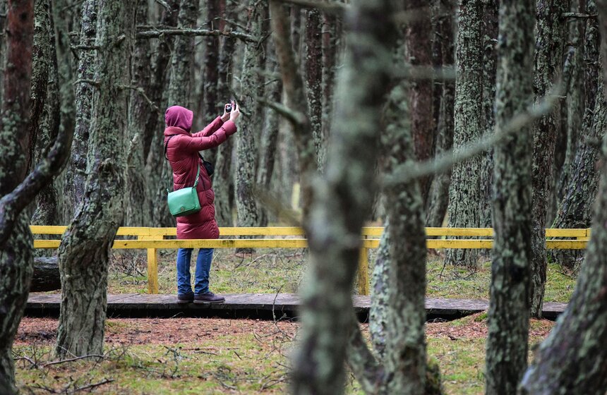 Есть и история о том, что во времена Второй мировой войны почва леса пострадала от химикатов, которые сливали сюда нацисты. Но это версия, по словам научных сотрудников национального парка, звучит наименее правдоподобно.