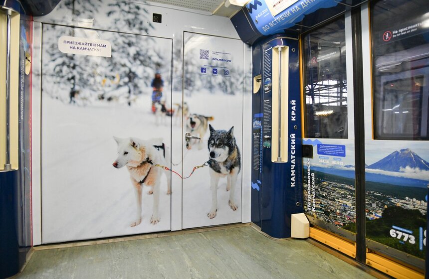 8 ноября на Кольцевой линии метро запустили тематический поезд "Дальневосточный экспресс". Главная его задача – рассказать пассажирам о Дальнем Востоке и популяризировать регион. Это уже третий запуск поезда в столичной подземке. В этот раз он стал больше, так как к Дальнему Востоку присоединились еще и Бурятия с Забайкальем. Поезд состоит из пяти вагонов, каждый из которых разделен на две секции. На стенах изображены известные топонимы Дальнего Востока: хребет Жданко, остров Русский и амурский тигр. На внешней части состава разместили фотоколлажи, а на внутренней – исторические факты и заметки о знаковых местах. Возле кабин машинистов находятся специальные селфи-зоны.