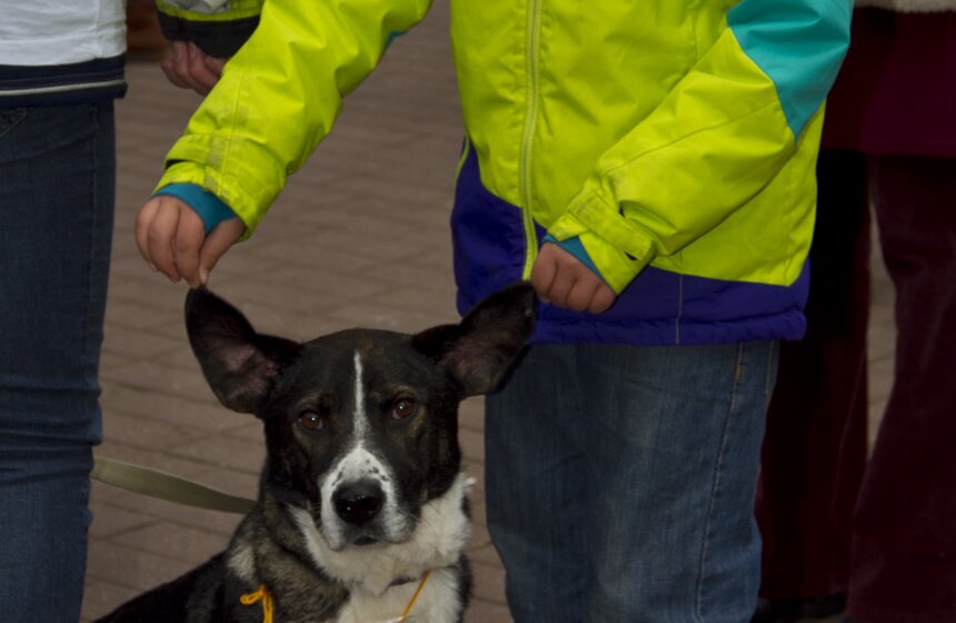 Праздник Дня защиты животных в парке Горького 12 фото