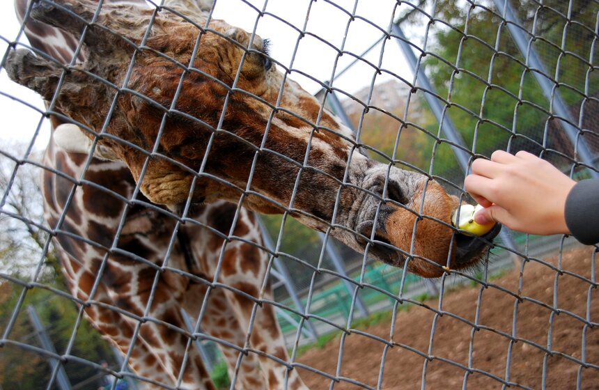 Московский зоопарк отпраздновал "Всемирный день животных"