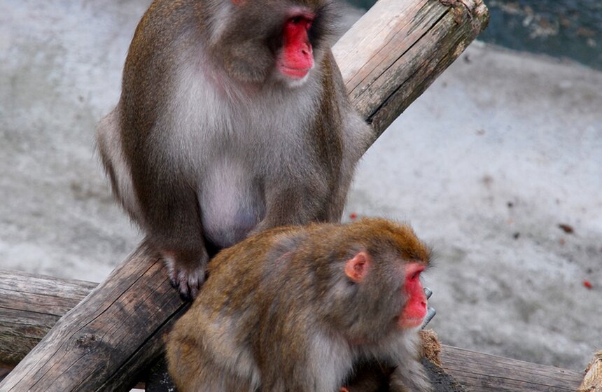 Московский зоопарк отпраздновал "Всемирный день животных"