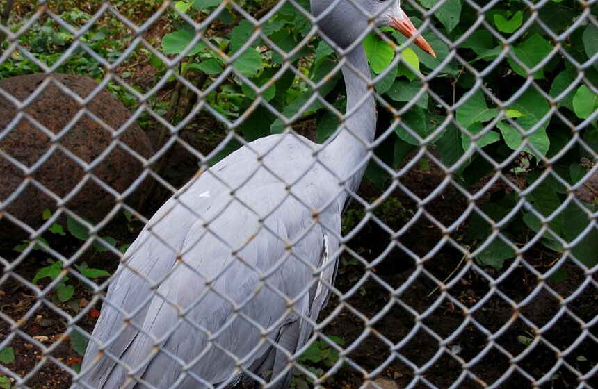 Московский зоопарк отпраздновал "Всемирный день животных"