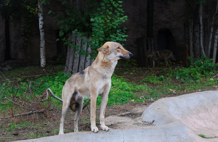 Московский зоопарк отпраздновал "Всемирный день животных"
