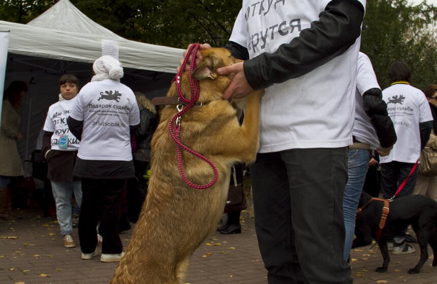 Праздник Дня защиты животных в парке Горького 2 фото