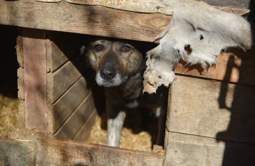 "Для чего бог создал человека? Чтобы он помогал природе и братьям нашим меньшим. Они же как дети, последние ангелы на земле. Собаки не помнят зла, они очень добрые и всех любят. А злость – это с голода только бывает. Они же не могут с протянутой рукой встать или на работу устроиться, поэтому нападают. Человек за них должен быть ответственен", – говорит Людмила.