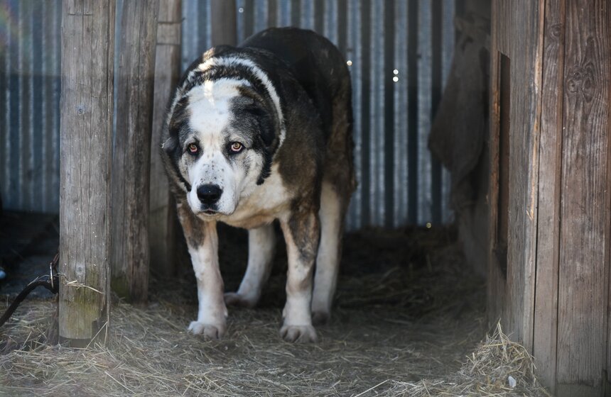 А эту огромную красавицу с человеческими глазами нашли в поселке Братовщина. Хельга была привязана на короткой цепи к машине по утилизации металлолома, ее не кормили и не поили. Бедолагу били арматурой, у нее было сломано колено, проломлен нос и отбита задняя часть тела. Через какое-то время приемщиков металлолома с той территории выгнали, площадку планировали расчистить, а старая собака-инвалид вместе с землей должна была пойти под трактор. В поселок ее отпускать было опасно, ведь от страшной жизни собака стала озлобленной, кусалась. Людмила пожалела ее и забрала к себе, в приюте собака живет уже три года.