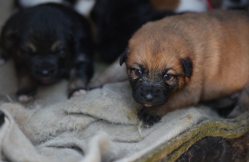 Еще совсем недавно в этой большой семье было 54 собаки, но потом пришла Марта и ощетинилась, пополнив пушистый коллектив на 5 малышей. Щенки еще совсем маленькие, но уже хотят обрести своих хозяев и ждут, что чьи-то добрые руки их заберут. Интересно, что их мама, еще будучи беременной, жила в казарме и ушла оттуда за два дня перед тем, как там случился пожар. Собака почувствовала беду и спасла свое потомство.