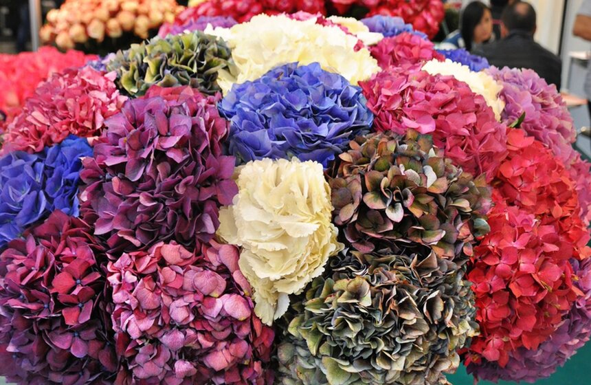 В "Крокус Экспо" открылась выставка цветов 16 фото