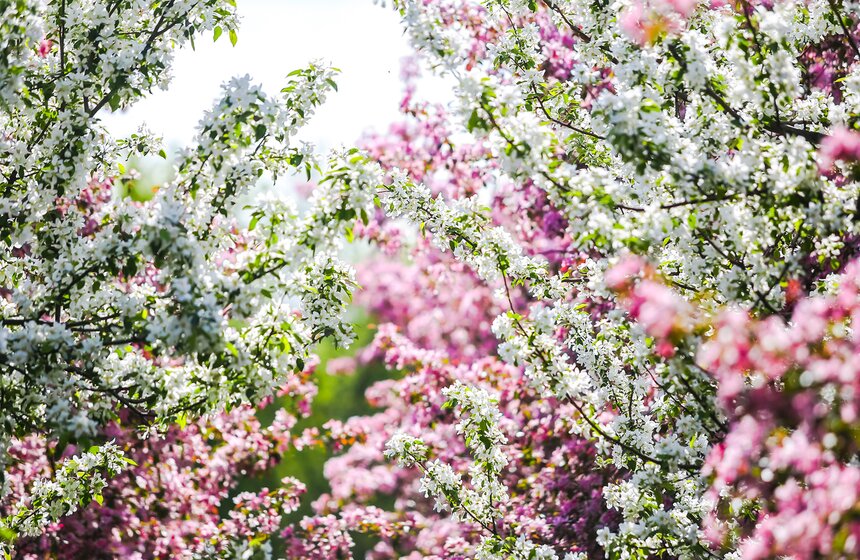 Bxoд нa тeppитopию мyзeя-зaпoвeдникa "Koлoмeнcкoe" бecплaтный