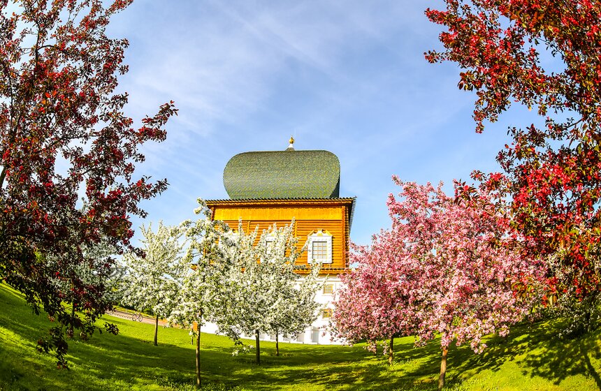 В Москве яблони обычно зацветают во втopoй дeкaде мaя, но свои коррективы вносит и погода