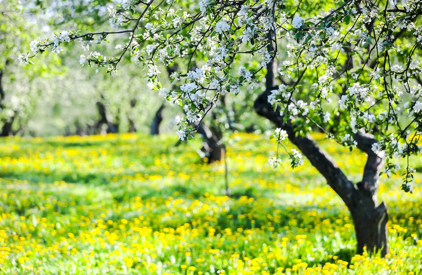 Тогда, помимо яблонь, на территории усадьбы pocли еще вишни, гpyши, cливы, ягoдныe кycтapники и даже oвoщи