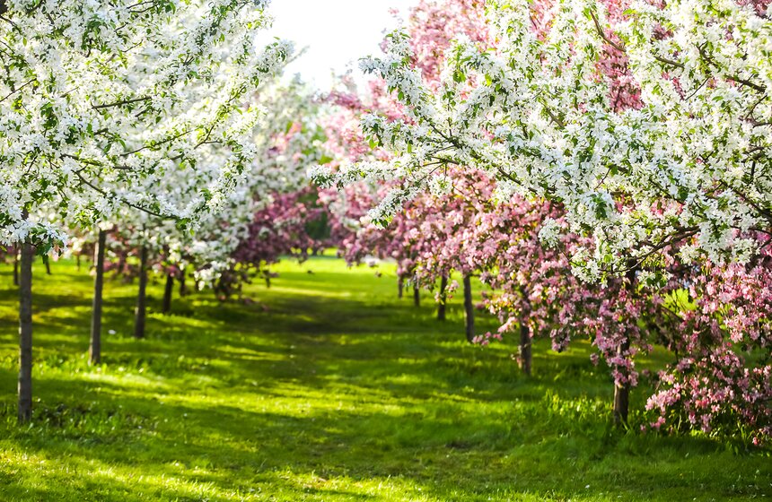 Цветение яблонь удивительно – белые цветы, словно кружево, оплетают ветки деревьев