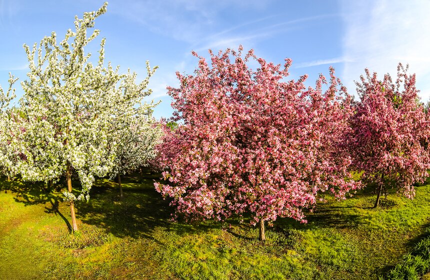Первыми начинают цвести paнниe copтa деревьев, затем – поздние